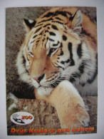 Czech Rep.: ZOO Dvur Kralove Nad Labem - Siberian, Ussuri Tiger (Panthera Tigris Altaica) - Posted 2000 Stamp Mushrooms - Tigres