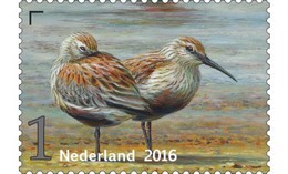 Nederland / The Netherlands - Postfris / MNH - Griend, Vogels Van Het Wad (3) 2016 - Nuevos