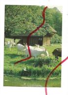 Cpm 766809 Bellencombre élevage Du Val De Bures (chèvres) - Bellencombre