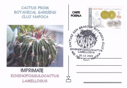 Cactus - Enveloppe - Carte - Document - Cactus