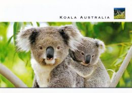 1 AK Australien * Koala Mit Jungtier * - Altri
