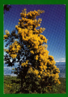 CP PLANTES ARBRES MIMOSA - Trees