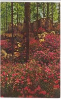 Hodges Gardens, Highway 171 - Many, Louisiana, Unused Postcard [17432] - Otros & Sin Clasificación