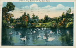 US NEW YORK CITY / Swan Lake In Central Park / CARTE COULEUR GLACEE - Central Park
