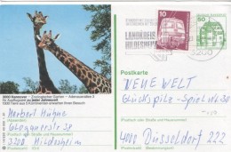Deutschland 1981 Germany Bildpostkarte Zoo Hannover Giraffen - Sonstige & Ohne Zuordnung