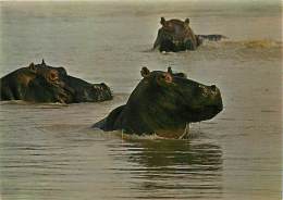 B16-1879 : HIPPOPOTAMES - Hippopotames