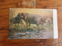 Hippopotamuses - Hippopotamuses