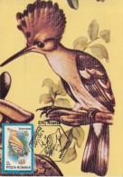 42263- HOOPOE, BIRDS, MAXIMUM CARD, 1992, ROMANIA - Spechten En Klimvogels