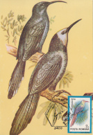 42268- WHITE HEADED WOOD HOOPOE, BIRDS, MAXIMUM CARD, 1992, ROMANIA - Spechten En Klimvogels