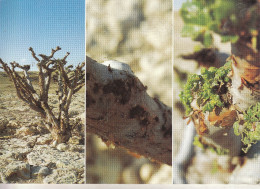 Sultana D'Oman - Frankincense In Dhofar - Oman