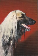 CANI - Dog - Chien - Levriero Afgano - Lévrier Afgan - Afghanischer Windhund - Dogs