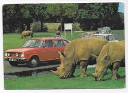 FRANCE - Safari à Woburn Park Au Royaume-Uni. "Des Rhinocéros". - Neushoorn