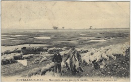 NOYELLES-SUR-MER - Moutons Dans Les Prés Salés -ede. Formentin - Noyelles-sur-Mer