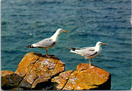 29 CAP SIZUN - Les Oiseaux De Bretagne - Beuzec-Cap-Sizun