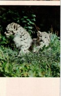 Snow Leopard - Panthera Uncia - 1974 - Kyrgyzstan USSR - Unused - Kirguistán