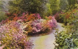 South Carolina Charleston Blooming Flowers At Magnolia Gardens 1958 - Charleston