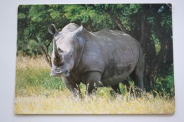 Rhino , South Africa - Old Postcard - Neushoorn