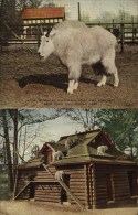 USA - NEW YORK Zoo - Rocky Mountain Goat - Chèvre Des Rocheuses - Parcs & Jardins