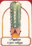 CACTUS  - Carte Postale Moderne - Sukkulenten