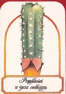 CACTUS  - Carte Postale Moderne - Cactus
