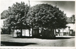 GENDREY(JURA) ARBRE - Gendrey