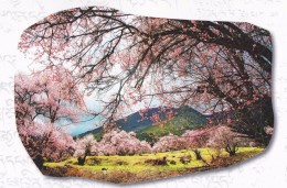 China - Blossoming Peach Flowers At Taohua Gully, Bomê County Of Tibet - Tíbet