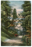 (DEL 214) Very Old Postcard - Carte Ancienne - France - Forest Road - Árboles