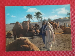 A.O.I. Libia Libya Libye Camels Market  Foto Aula Tripoli - Libia