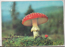 Romania Old Circulated Postcard - Moshroom - Amanita Muscaria - Champignons