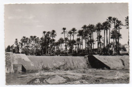 Algérie--COLOMB-BECHAR--(BECHAR)--1956--Oued Et Oasis ,cpsm 14 X 9 N°135 éd Photo-Africaines - Bechar (Colomb Béchar)