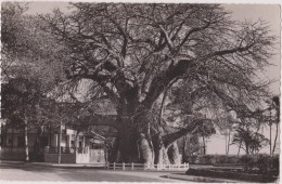 MADAGASCAR,MALAGASY,malgache,MAJUNGA,carte Photo ,BAOBAB - Madagaskar