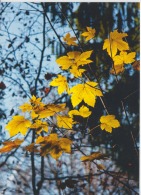 Tree Arbre Autumn Colors  - Unused,perfect Shape - Trees