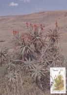 Cactus - Enveloppe - Carte - Document - Cactus