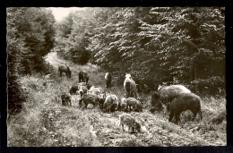 Wildschweine Im Spessart / Postcard Not Circulated - Lohr