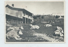 Vaulion (Suisse, Vaud) : Le Châlet Restaurant, Rue De La Dent De Vaulion Pris D'un Troupeau En 1950 (animé) GF. - Vaulion