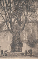 Delcampe - 07 // VIVIERS  Ormeau De La Cathédrale, Planté En 1598 Sous Le Règle D'Henri IV, C'était Un SULLY / ARBRES - Viviers