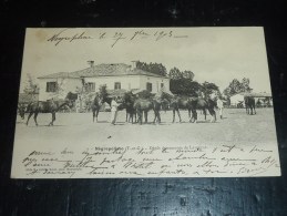 NEGREPELISSE - DEPOT DE REMONTE DE LAVERGNE - CHEVAUX - 82 TARN & GARONNE (Q) - Negrepelisse