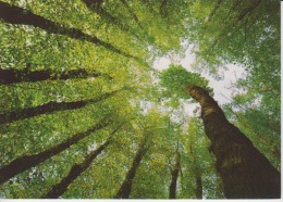 Tree Arbre Green - Unused,perfect Shape - Arbres