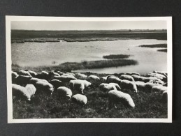 Ruinen -Grazende Kudde En Ven Bij Ruinen---Uitg.:Natuurbeschermingswacht Meppel-niet Gelopen - Autres & Non Classés