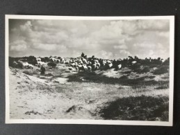 Ruinen -De Drentse Kudde Bij Ruinen---Uitgave:Natuurbeschermingswacht Meppel---niet Gebruikt - Autres & Non Classés