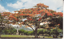 Au Plus Rapide Trinidad - Trinidad