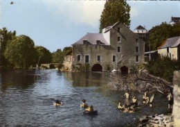 Seiches Sur Le Loir (49. M. Et L.) - Le Loir à Matheflon  - Animation : Baignade  Moulin - Cim - Seiches Sur Le Loir