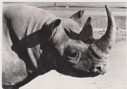 Rhino Rhinoceros - Rinoceronte