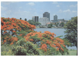 (185) Australia (postcard With Special Postmark) - QLD - City Of Brisbane And Poinciana Tree - Brisbane