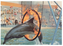 (185) Australia (postcard With Special Postmark) - QLD - Surfers Paradise Dolphin Jumping In Ring Of Fire - Gold Coast