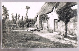 L'Habitat Rural . Poules De La Basse - Court . - Other & Unclassified