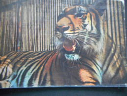 CPDM "TIGER BOY" - Tigres