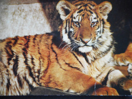 CPDM "Sibirischer TIGER" - STUTTGART - Bad Cannstatt - Tigers