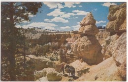 Saddle Horse Trail, Bryce Canyon National Park, Utah, Unused Postcard [17691] - Bryce Canyon