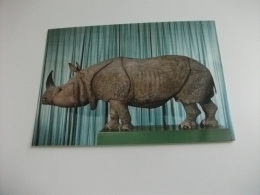 Museo Civico Di Storia Naturale  Genova  RINOCERONTE INDIANO RHINOCEROS UNICORNIS - Rhinozeros